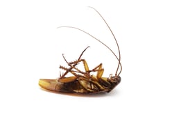 photodune-1260851-dead-cockroach-l